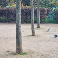 Petanque 20251202_140429