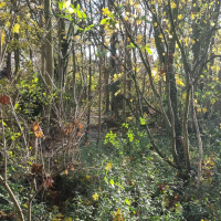 Woodlands (East) 20251203_125715