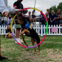 Dog Zone 1