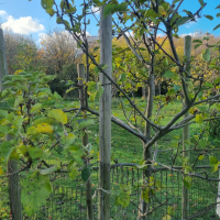 Orchard 20251203_124918