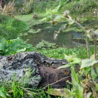 Pond 20251202_135808