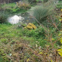 Pond 20251202_135825