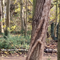 Woodlands (East) 20251203_125628
